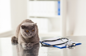 A cat perched on a desk