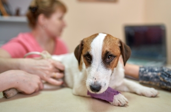 A veterinarian examines a dog