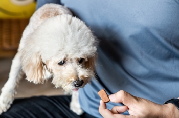 A man gently feeds a piece of bread to a dog