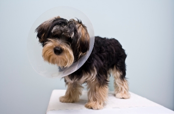 A dog wearing a protective cone around its head