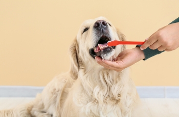 A person gently brushes the teeth of a dog