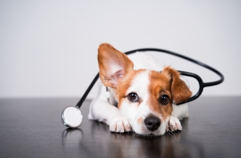 A dog wearing a stethoscope on its head