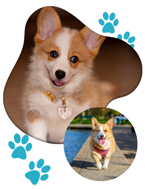 A well-groomed dog with a stylish collar displays a paw print