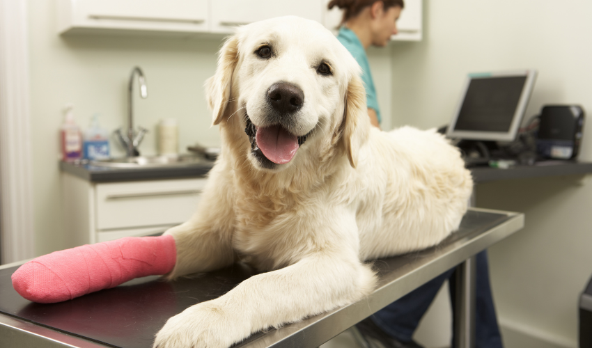 dog laying on exam table wearing a cast